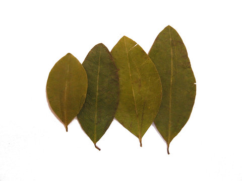 erythroxylum coca coca