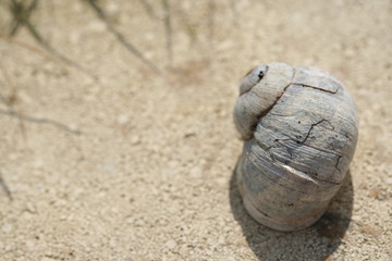 Fototapeta na wymiar snail shell