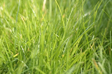 lawn grass