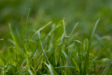 herbe, flou,fondu,