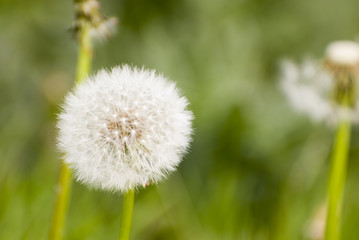 Fototapeta premium mdg-polder-04