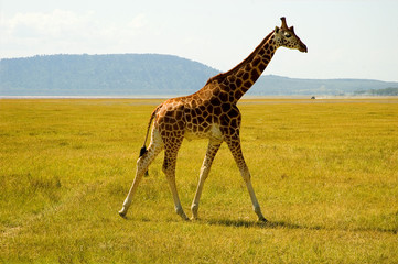 giraffe in kenya africa