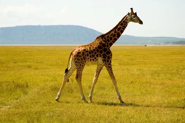 Crédence de cuisine en verre imprimé Girafe giraffe in kenya africa