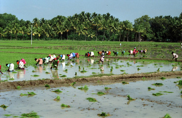 inde - femmes cueillant le riz