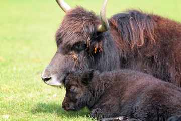 bison et son petit