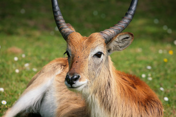 Naklejka na ściany i meble impala antilope d'afrique