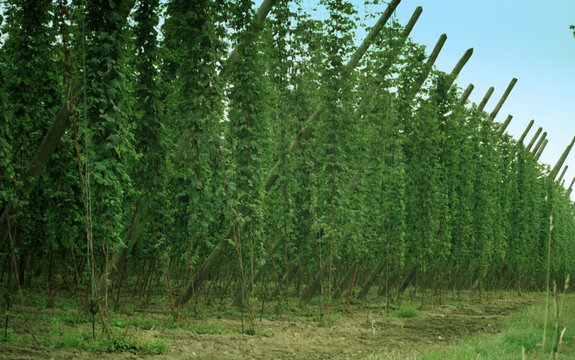 houblonni&egrave;res  - plantation de houblon