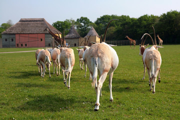 Naklejka na ściany i meble troupeau d'oryx