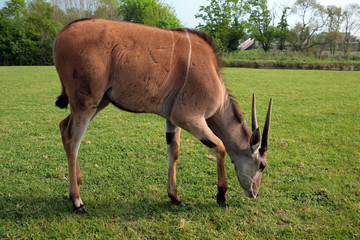 Naklejka premium antilope