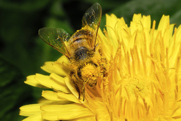 abeille
