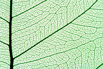Fototapeta premium leaf texture