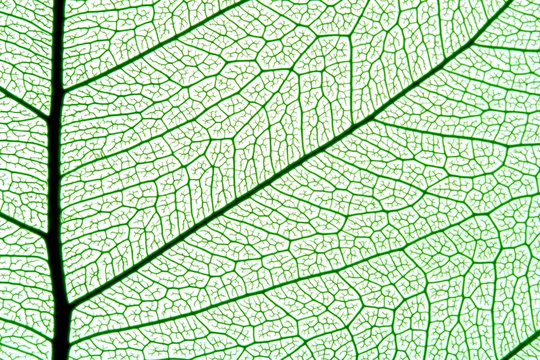 leaf texture © Yurok Aleksandrovich