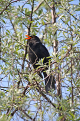 Blackbird singing in a tree on a bright day.