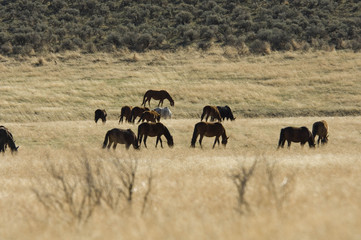 wild horses grazing in the grass lands