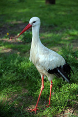 cigogne