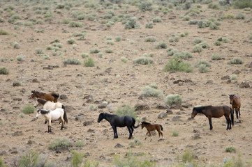 wild horses with young colt