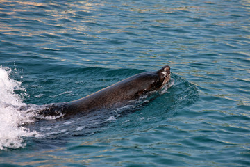 Fototapeta premium otarie du cap