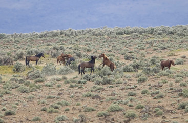 two wild horses playing