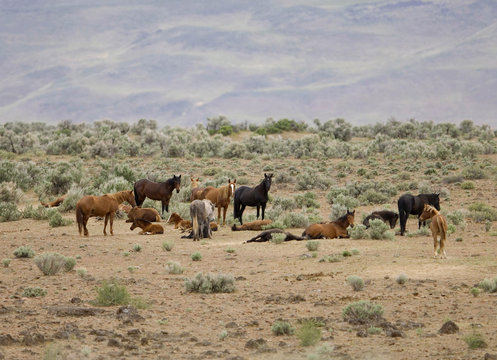 wild horses standing in the sage brush