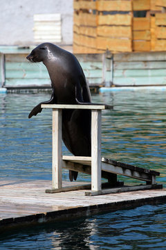 otarie en zoo