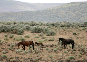 Fototapeta na wymiar Dwa dzikie konie z małymi Colt