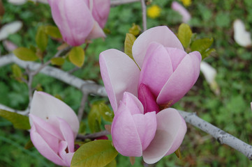 magnolia