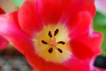 tulp