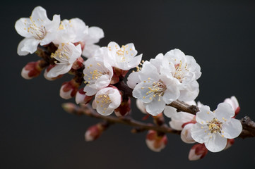 blooming apricot