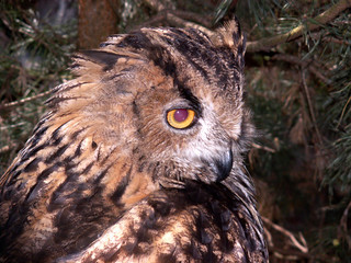 owl