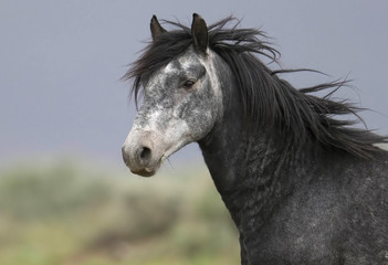 headshot of a beautiful grey wild horse