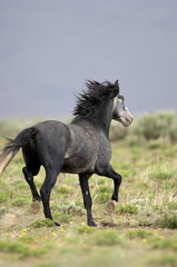 Fototapeta na wymiar dziki koń działa w szeroko otwarte