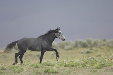 Fototapeta na wymiar dziki koń spaceru po trawie