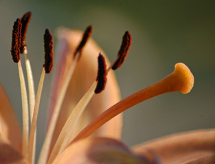 lachsfarbene lilie © Matthias Krüttgen