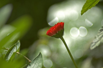 bellis © Matthias Krüttgen