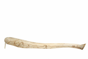 walrus baculum (penis bone)
