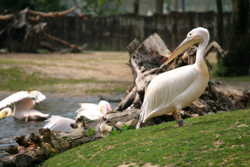 pelican