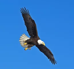 Fototapete Adler Weißkopfseeadler
