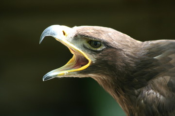 cri d'oiseau