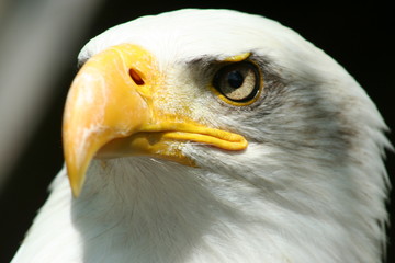tete d'aigle