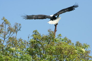 AIGLE EN VOL