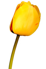 yellow tulip flower isolated