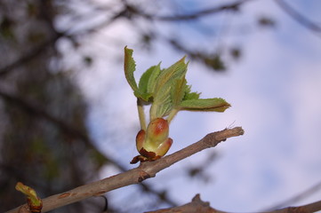 opening bud