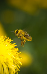 bee