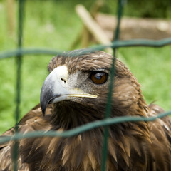 aigle en captivité