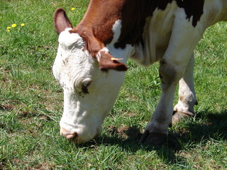 tête de vache