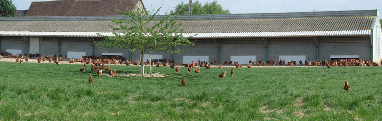 élevage de poules en liberté © galam