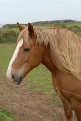 Obraz premium cheval