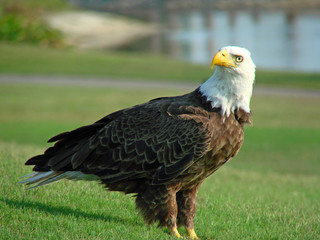 eagle watching