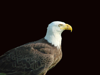 bald eagle on black