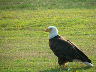 attentive bald eagle